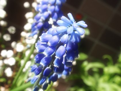 ムスカリの花２.jpg