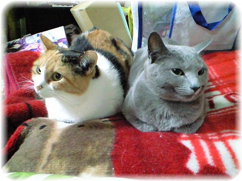 華ちゃん＆茜ちゃん