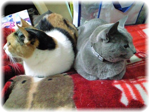 華ちゃん＆茜ちゃん