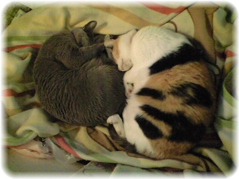 華ちゃん・茜ちゃん