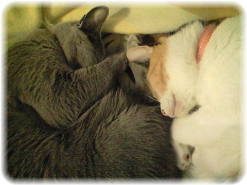 華ちゃん・茜ちゃん