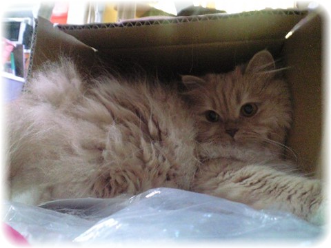 芽ちゃん＆サーちゃん