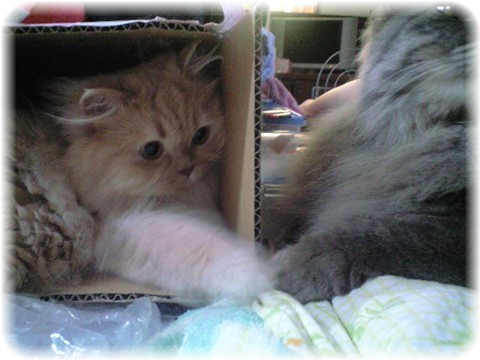 芽ちゃん＆サーちゃん