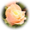 rose_peach