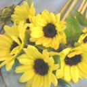himawari_imege