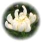 【かまくら花飾人】菊