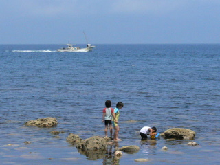 夏泊でカニ取り