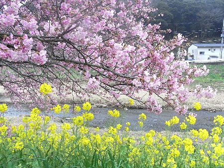 みなみの桜と菜の花祭り