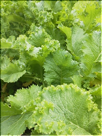 野菜