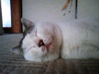 あったかくて気持ちイイにゃん