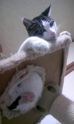 あたしの名前はチョコよ