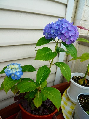 あじさい　青　挿し木したもの