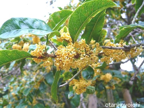 三嶋大社の金木犀　花房