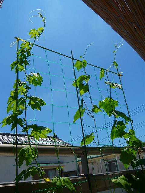 Gカーテン　３週間目上部