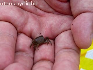 ちび蟹のちびっこ