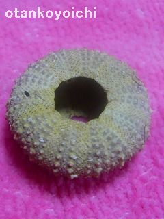 うにのボディーケース