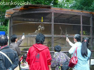 楽寿園　かみつき猿のお家