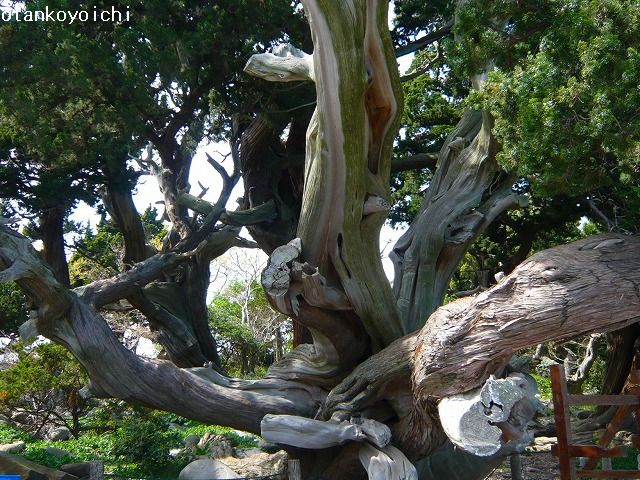 大瀬神社　ビャクシン