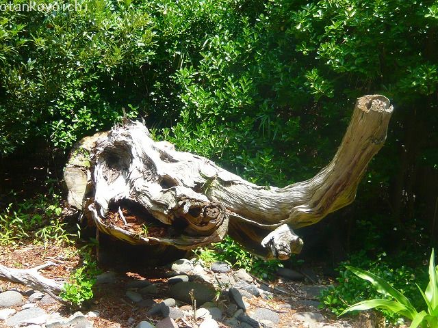大瀬神社　ビャクシンマンモス