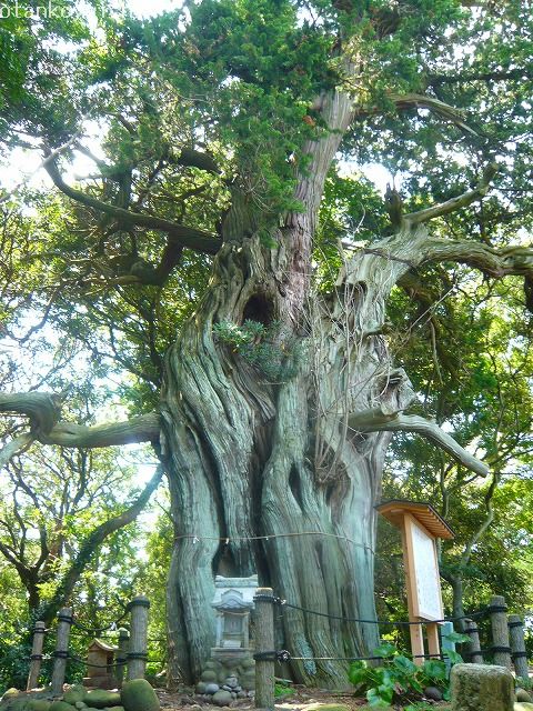 大瀬神社　ビャクシン御神木