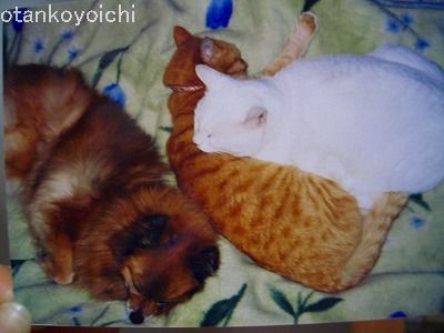 めいとニャンズ