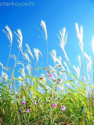 仙石原　薄とアザミ