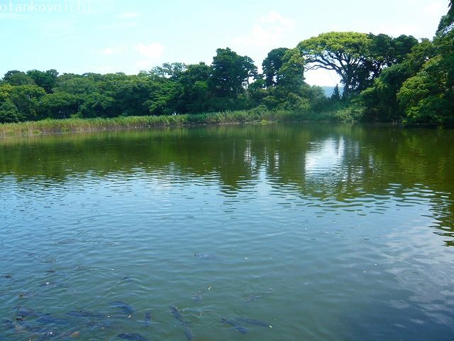 大瀬神社　神池の淡水魚