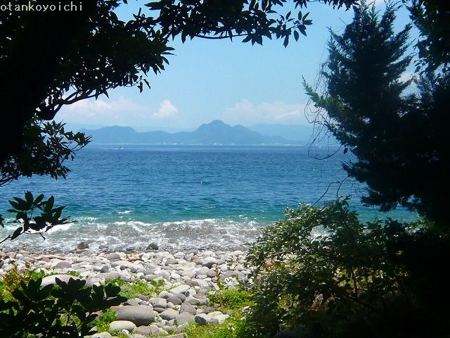 大瀬神社　ビャクシン樹林から香貫山が見える