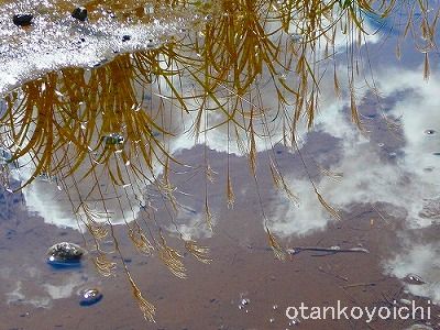 仙石原　水に映る薄