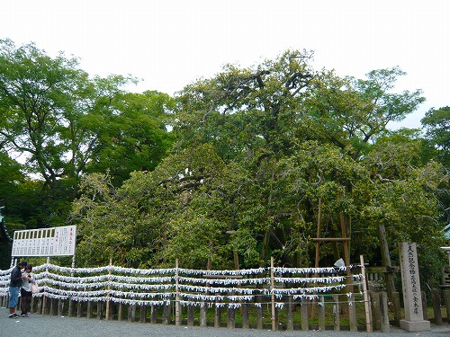 三嶋大社の金木犀　全景