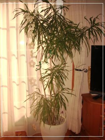 観葉植物１.jpg