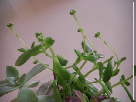 多肉植物４.jpg