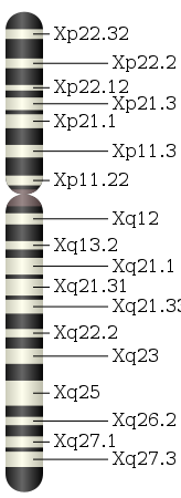 164px-Chromosome_X.svg.png
