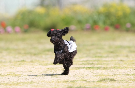 2010.05.03_飛行犬2