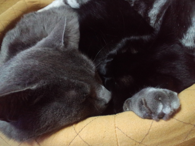 猫団子で寝るジョニー　1・12・2011.jpg
