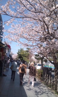 鎌倉桜.jpg