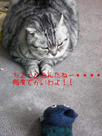 モカまりあと宗次郎 017.JPG