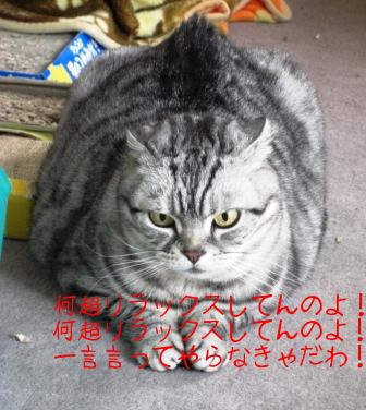 モカまりあと宗次郎 015.JPG