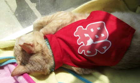 モカまりあ端午の節句 044.JPG