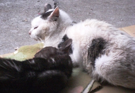 もかまりあ 037.JPG