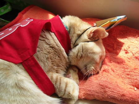 モカまりあ端午の節句 017.JPG