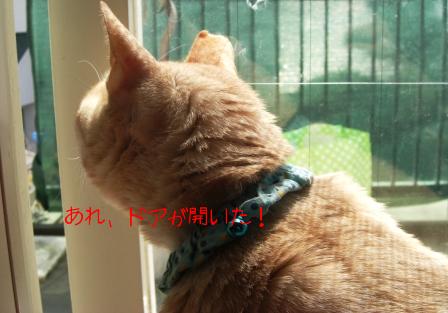 モカまりあ花と宗次郎 011.JPG