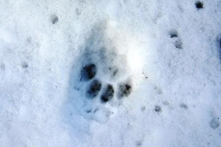 圧雪の上の足跡.jpg