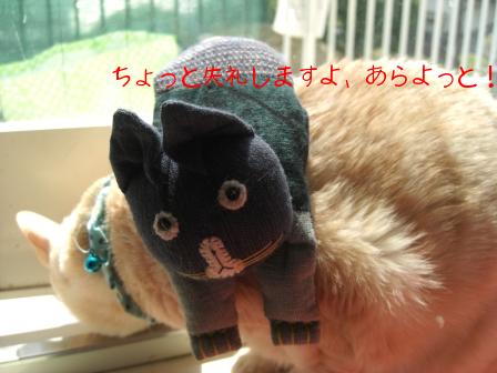 モカまりあ花と宗次郎 013.JPG