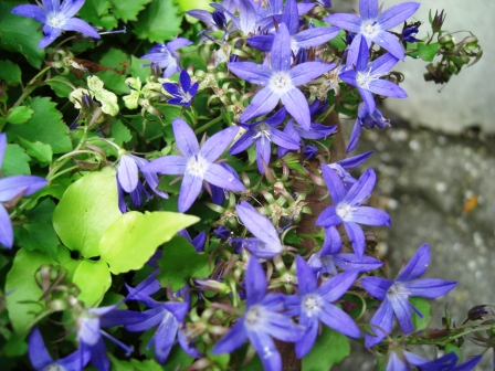 もかまりあ 017.JPG