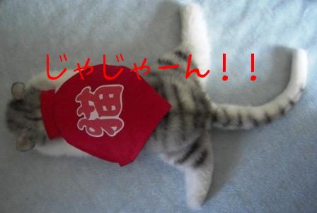 モカまりあ端午の節句 045.JPG