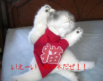 モカまりあ端午の節句 047.JPG