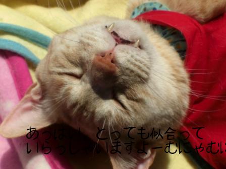 モカまりあ端午の節句 032.JPG