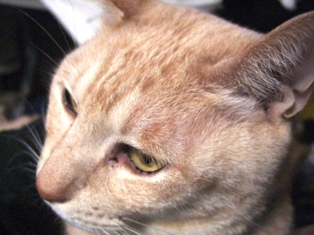 モカおひざのうえで 001.JPG