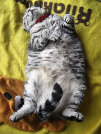 もかまりあ 002.JPG